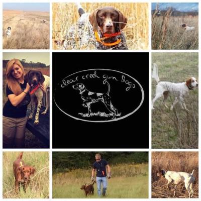 Clear Creek Gun Dogs