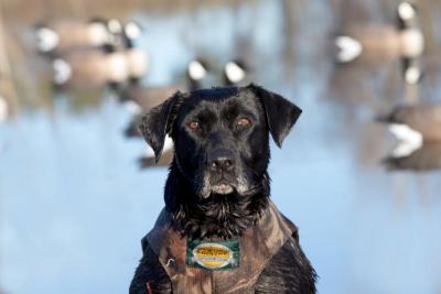 Wind Wagon Retrievers Gundog Training Facility