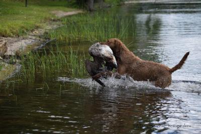 Dusty Rose K-9 Trainers