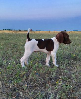Lance MacLennan Gundogs 