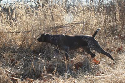 Shotgun Farm Bird Dog Training