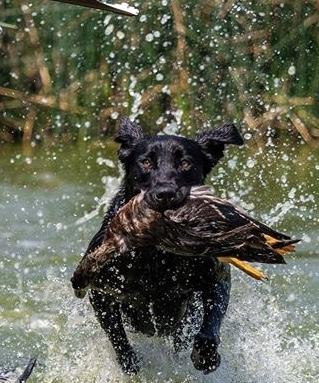 Advantage Pointing Labs