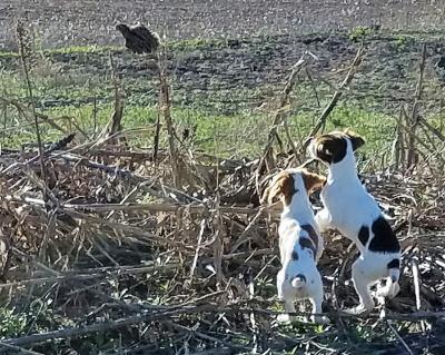 Upland Dogworks, LLC