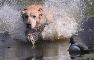 Moccasin Creek Kennel