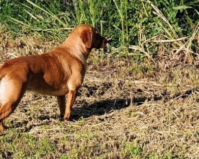 One On One Dog Training 