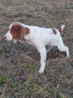 Morningside Brittany Pointing Dog Training