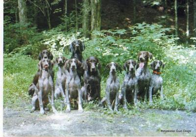 Pointing Dog Training